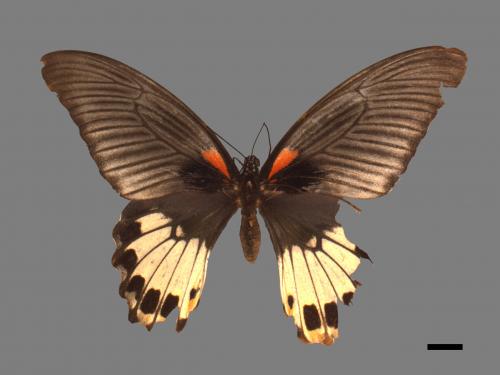 Papilio memnon heronus[大鳳蝶][00014119]