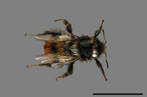 Bombus formosellus[信義熊蜂][00074730]