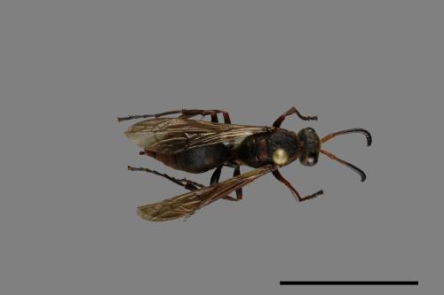 Polistes eboshinus[姬長腳蜂][00072791]