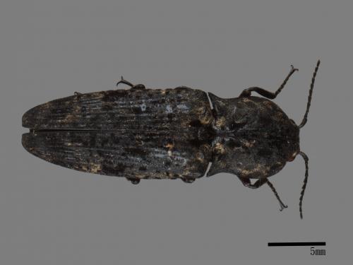 <已分類>Family：Elateridae[叩頭蟲科][00080222]