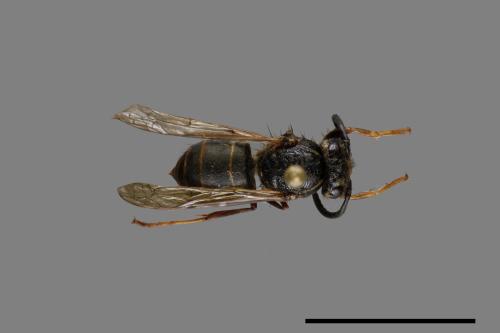 Vespula flaviceps[細黃胡蜂][00072957]