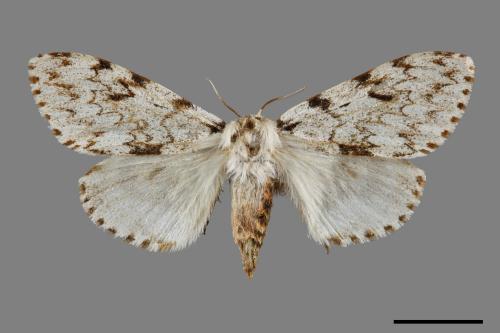 Lymantria grisea kosemponis[L紋褐毒蛾][00090723]