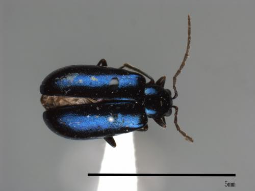 <已分類>Family：Chrysomelidae[金花蟲科][00084096]