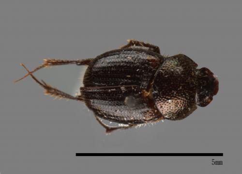 Onthophagus hsui[00041734]