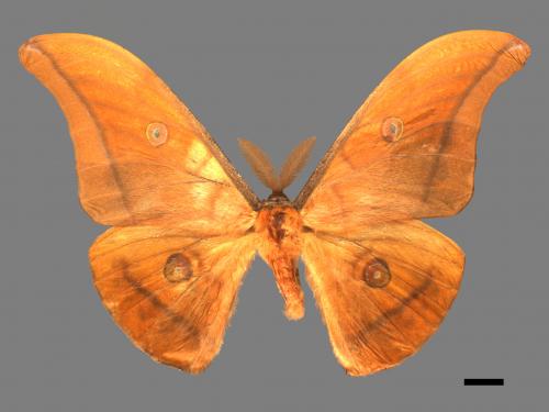 Antheraea yamamai superba[大透目天蠶蛾][00016125]