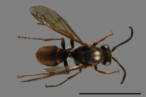 Polistes eboshinus[姬長腳蜂][00116239]