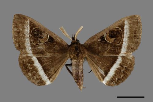Metopta rectifasciata[蚪目夜蛾][00005437]