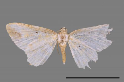 Acolutha pictaria imbecilla[前褐帶黃波尺蛾][00045406]