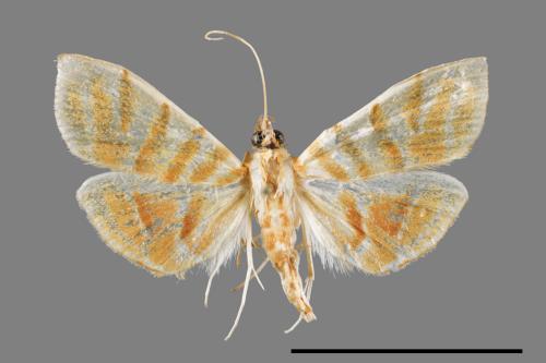 <已分類>Family：Crambidae[草螟科][00056364]
