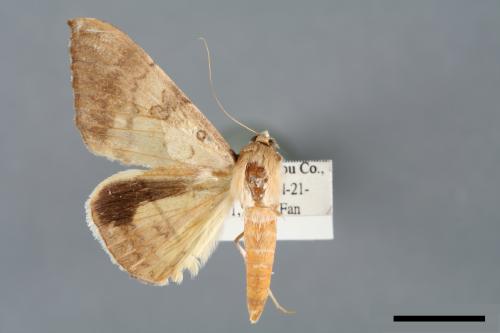 Oxyodes scrobiculata[佩夜蛾][00005915]