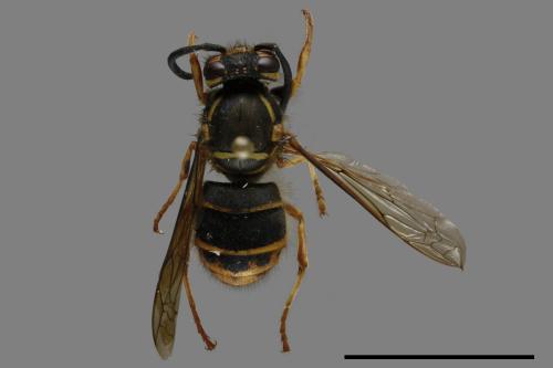 Vespula flaviceps[細黃胡蜂][00120649]