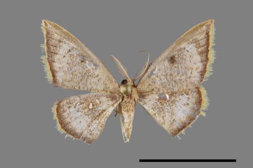 Chrysocraspeda sanguinea[三角赤姬尺蛾][00071467]