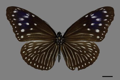 Euploea mulciber barsine[端紫斑蝶][00093797]