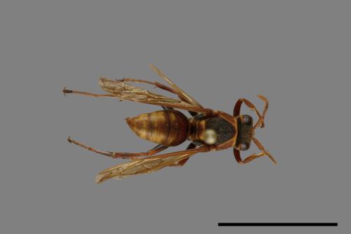 Polistes takasagonus[雙斑長腳蜂][00072724]