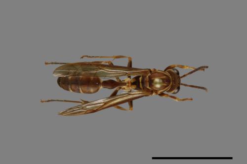 Parapolybia nodosa[叉胸異腹胡蜂][00078714]