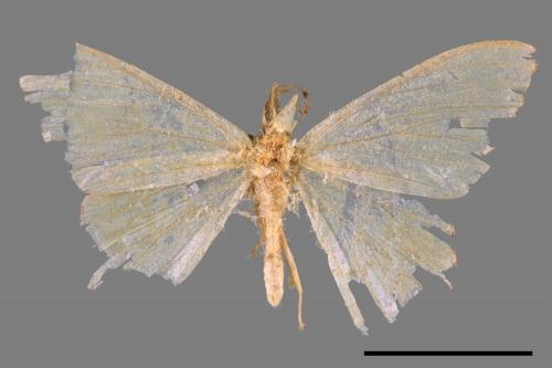 <已分類>Genus：Maxates[00044561]