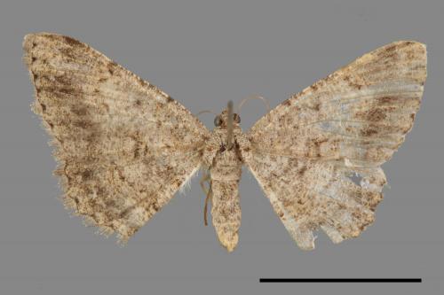Psilalcis breta rantaizana[巒大山小尺蛾][00023557]