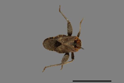 Acanthocoris scaber[瘤緣蝽][00075306]