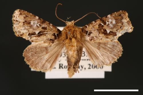 Xenotrachea albidisca pseudidisca[白腎陌夜蛾][00001964]