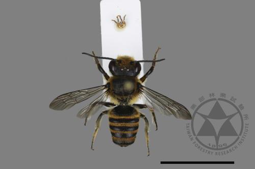 <已分類>Genus：Megachile[切葉蜂屬][00198566]