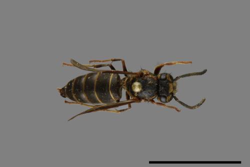 Vespula flaviceps[細黃胡蜂][00073032]