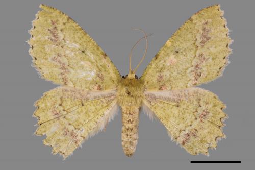 Herochroma supraviridaria[粉綠尺蛾][00055293]