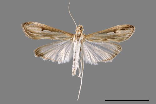<已分類>Family：Crambidae[草螟科][00068703]