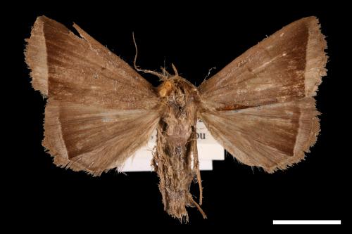 <已分類>Genus：Simplicia[00011432]