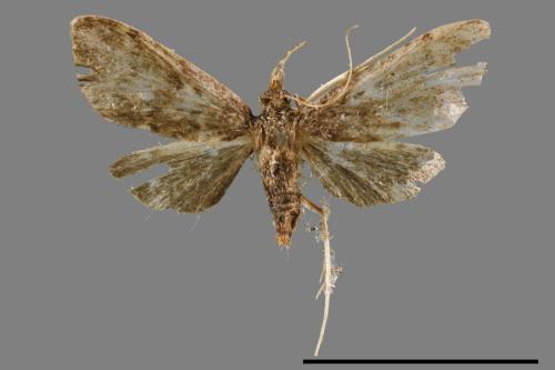 <已分類>Family：Crambidae[草螟科][00065641]