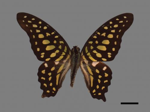 Graphium agamemnon[綠斑鳳蝶][00013855]