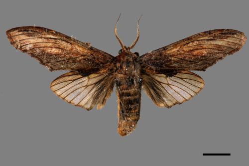 Acmeshachia gigantea[話筒舟蛾][00052410]