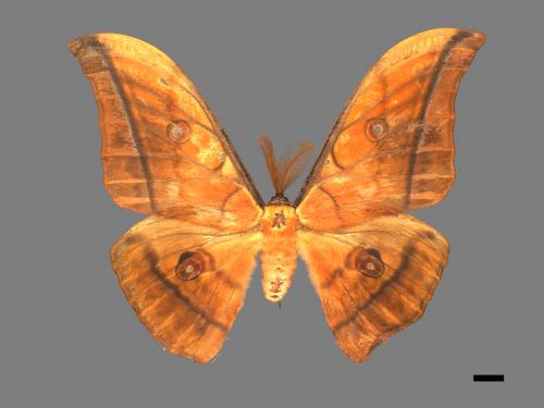 Antheraea yamamai superba[大透目天蠶蛾][00016109]