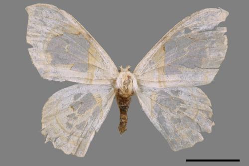 Macrauzata fenestraria insulata[台灣窗翅鉤蛾][00042436]