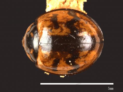 Menochilus sexmaculatus[六條瓢蟲][00085997]