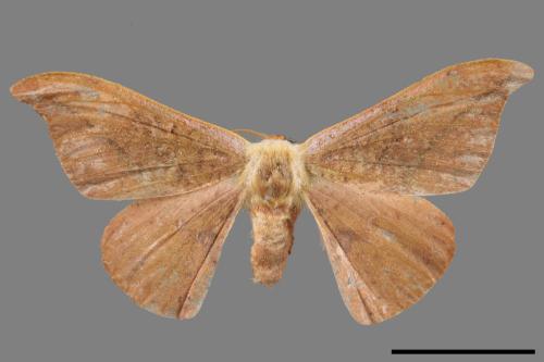 Oreta brunnea[褐鉤蛾][00020115]