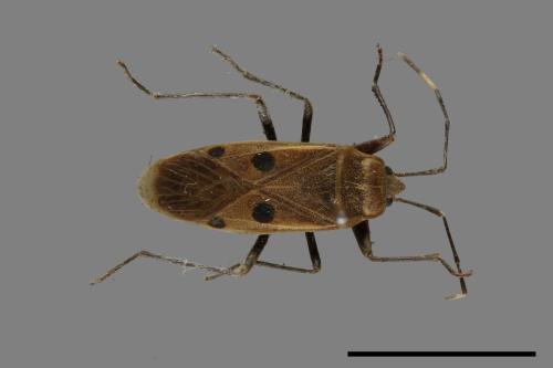 Physopelta quadriguttata[00026335]
