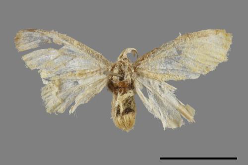 <已分類>Genus：Euproctis[00022105]