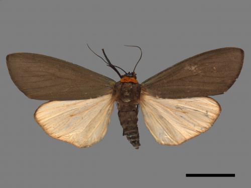 Paraona staudingeri[烏閃苔蛾][00056159]