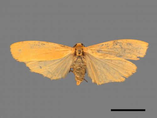Eilema magnata[巨土苔蛾][00044446]