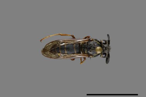 Vespula flaviceps[細黃胡蜂][00073237]