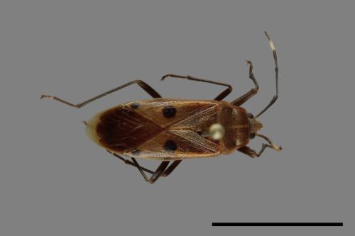 Physopelta quadriguttata[00040927]