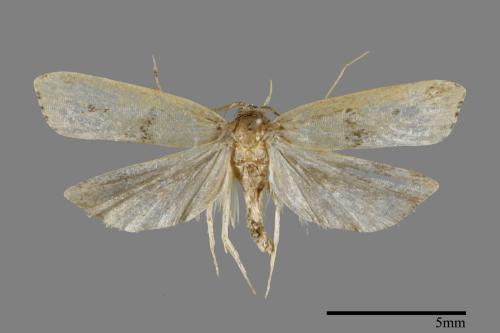 <已分類>Family：Lecithoceridae[祝蛾科][00092120]