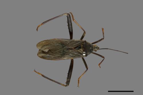 Notobitus meleagris[黑竹緣蝽][00075319]