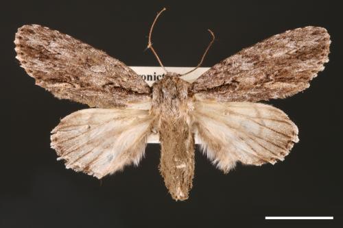 Acronicta denticulata pernivea[00000394]