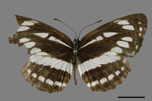 Neptis hylas luculenta[琉球三線蝶][00101540]