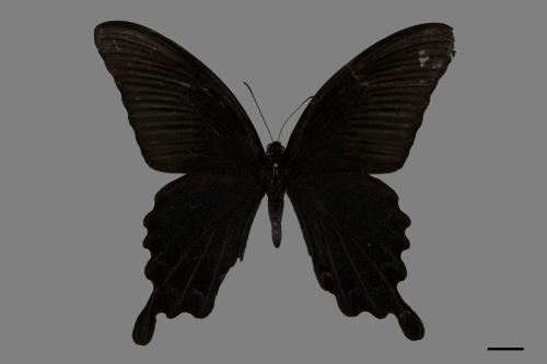 Papilio dialis tatsuta[臺灣烏鴉鳳蝶][00101136]