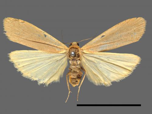 Tigrioides immaculatus[黃苔蛾][00014662]