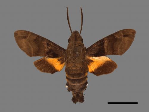 Macroglossum sitiene[膝帶長喙天蛾][00017887]