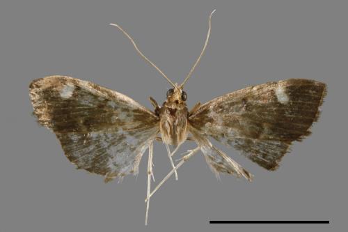 <已分類>Family：Crambidae[草螟科][00052623]
