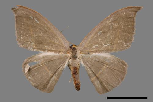 Microblepsis violacea[灰褐鉤蛾][00039295]